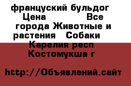 француский бульдог › Цена ­ 40 000 - Все города Животные и растения » Собаки   . Карелия респ.,Костомукша г.